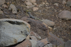 Liolaemus flavipiceus