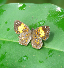 Parvospila emylius