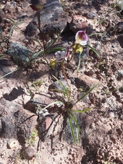 Disa spathulata spathulata