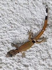 Sphaerodactylus millepunctatus