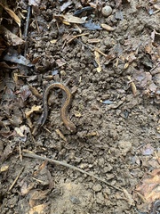 Plethodon dorsalis