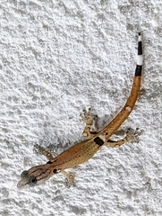 Sphaerodactylus millepunctatus