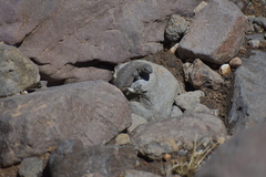 Liolaemus flavipiceus