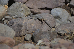 Liolaemus flavipiceus