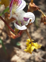 Disa spathulata spathulata