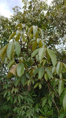Vitex doniana