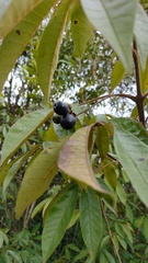 Vitex doniana