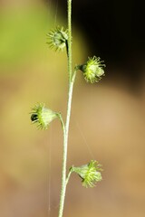 Agrimonia rostellata