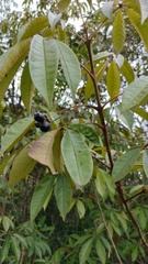 Vitex doniana