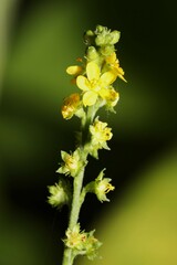 Agrimonia rostellata