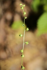 Agrimonia rostellata