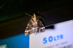 Pseudocoremia leucelaea