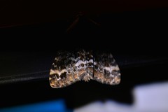 Pseudocoremia leucelaea