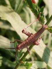 Coryacris angustipennis
