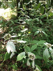 Pycnanthemum incanum