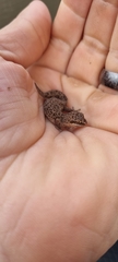Pachydactylus geitje