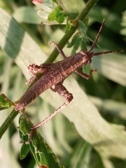 Coryacris angustipennis