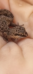 Pachydactylus geitje