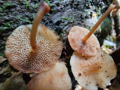 Favolaschia