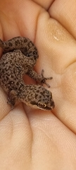 Pachydactylus geitje