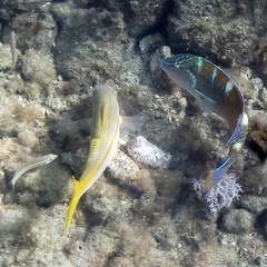 Mulloidichthys martinicus