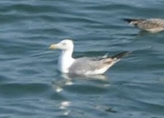 Larus michahellis