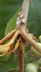 Aetalion reticulatum