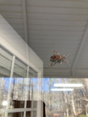 Leptoglossus corculus