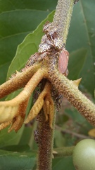 Aetalion reticulatum