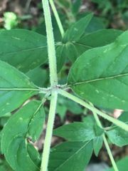 Pycnanthemum incanum