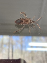 Leptoglossus corculus