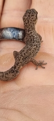 Pachydactylus geitje