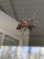 Leptoglossus corculus