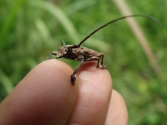Steirastoma histrionicum