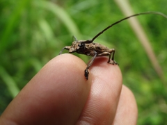 Steirastoma histrionicum