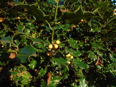 Ilex aquifolium