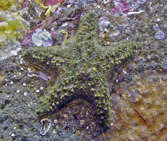 Indianastra sarasini