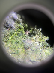 Megabunus diadema