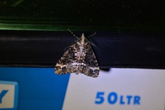 Pseudocoremia leucelaea