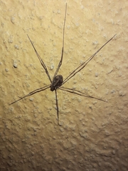 Phalangiinae