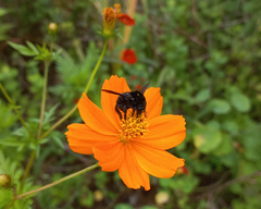 Bombus
