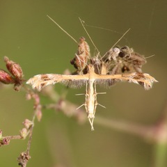 Platyptilia carduidactylus