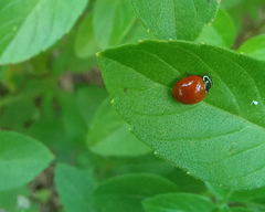 Cycloneda sanguinea