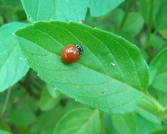 Cycloneda sanguinea
