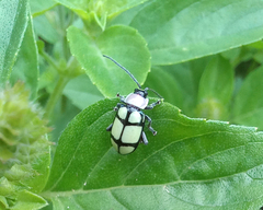 Omophoita octoguttata