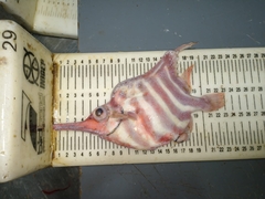 Centriscops humerosus