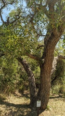 Erythrina crista-galli