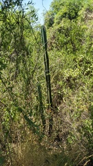Cereus hildmannianus