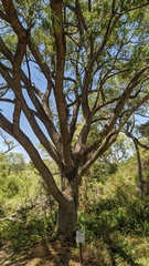 Enterolobium contortisiliquum