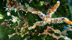 Coscinasterias tenuispina